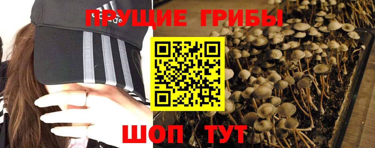 Галлюциногенные грибы Psilocybine cubensis Ишим